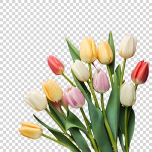 Colorful Attractive Bouquet Tulips PNG