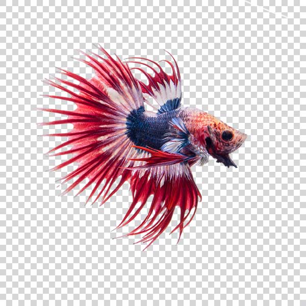 Colorful Siamese Fighting Fish PNG