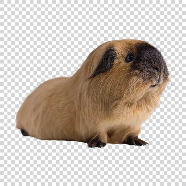 Cute Guinea Pig Close Up PNG