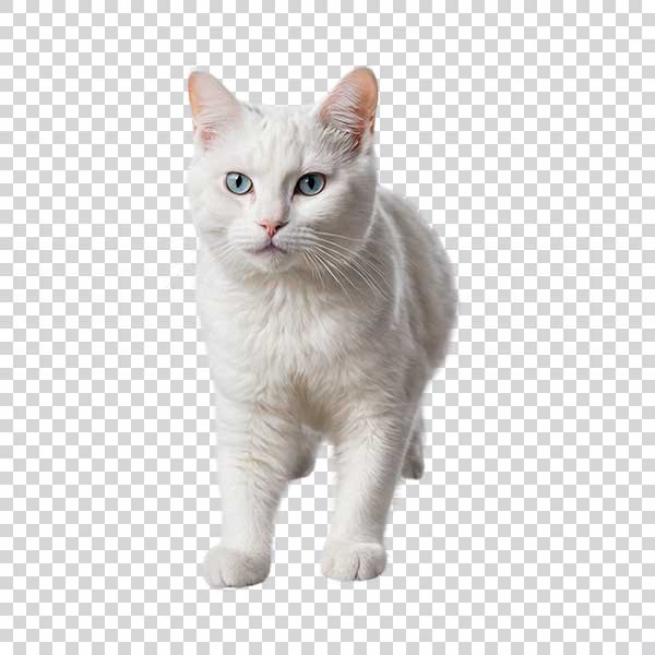 Cute White Cat Front View PNG