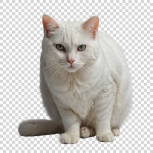 Cute White Cat Shot PNG