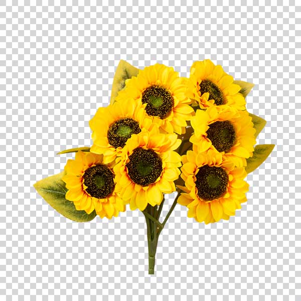 Decorative Beauty Sunflowers PNG