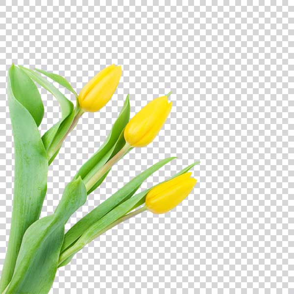 Decorative Yellow Tulips Transparent PNG