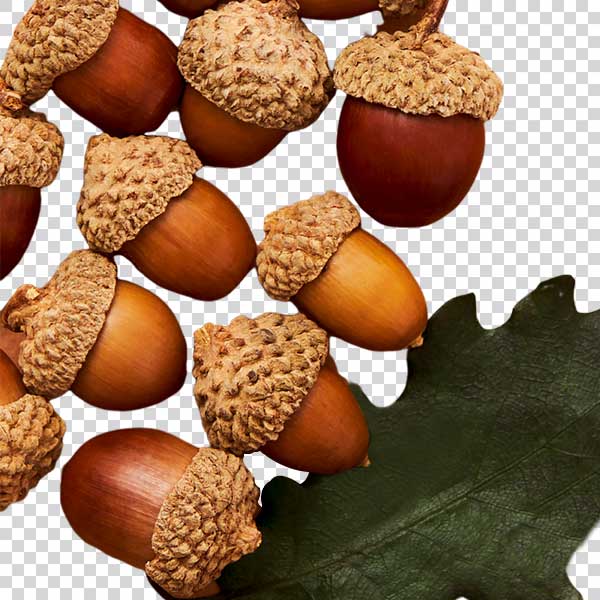 Fresh Acorns With Green Leaf PNG