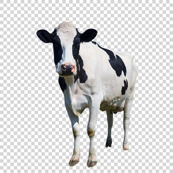 Front View Of Beautiful White Cow PNG