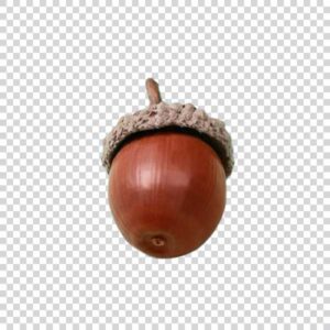 Front View Of Big Acorn PNG