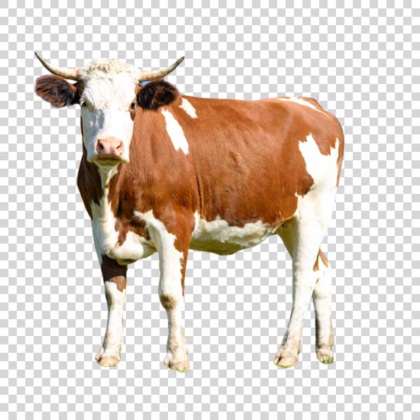 Front View Of Brown Cute Cow PNG