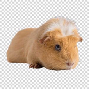 Front View Of Cute Brown Guinea Pig PNG