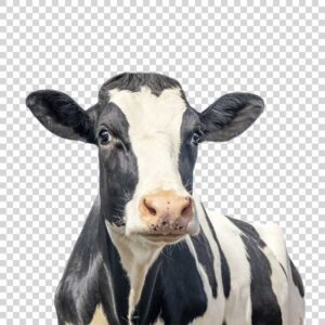 Front View Of Cute Cow PNG