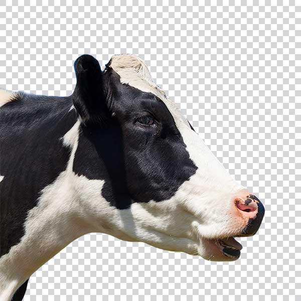 Head Of Black And White Cow Side View PNG