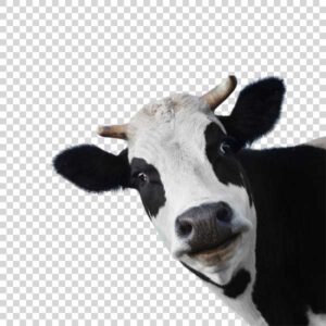 Head Of Cute Black And White Cow PNG