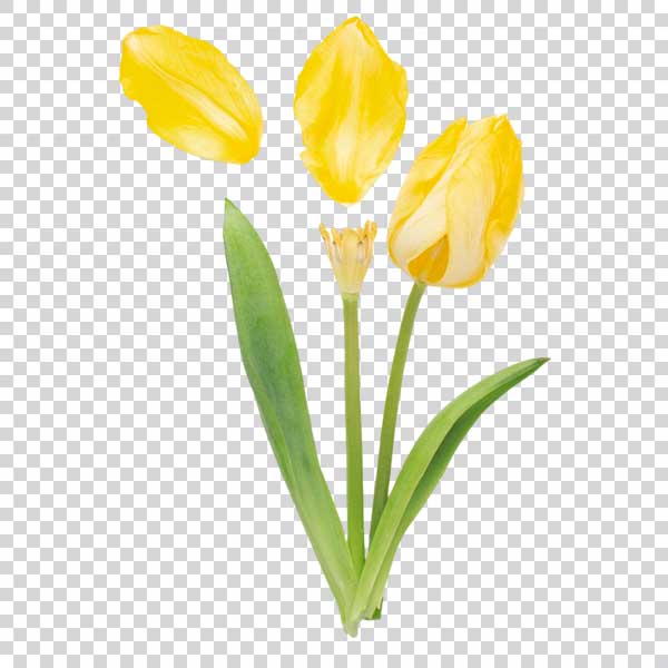 Lovely Yellow Tulip Flowers PNG