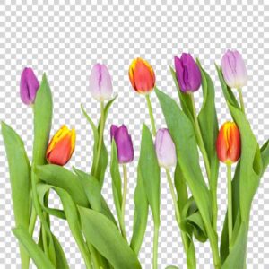 Multi Color Tulips Flowers Arranged Row PNG