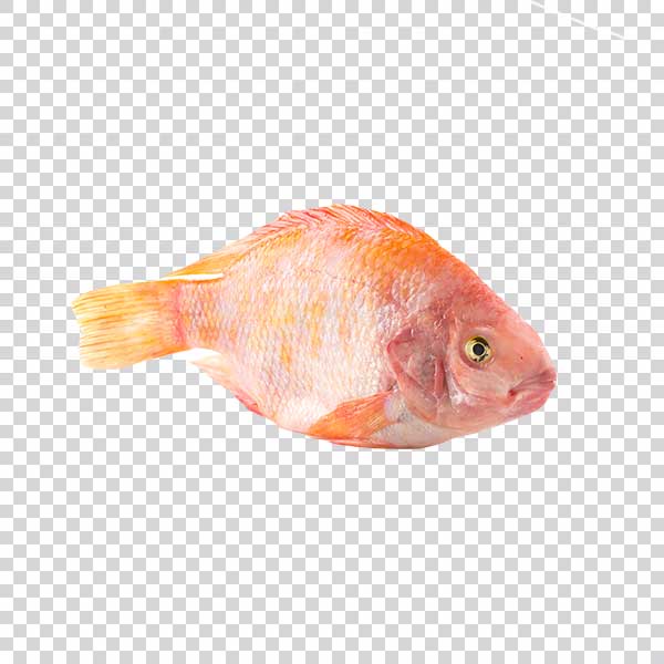 Orange Fish Front View PNG