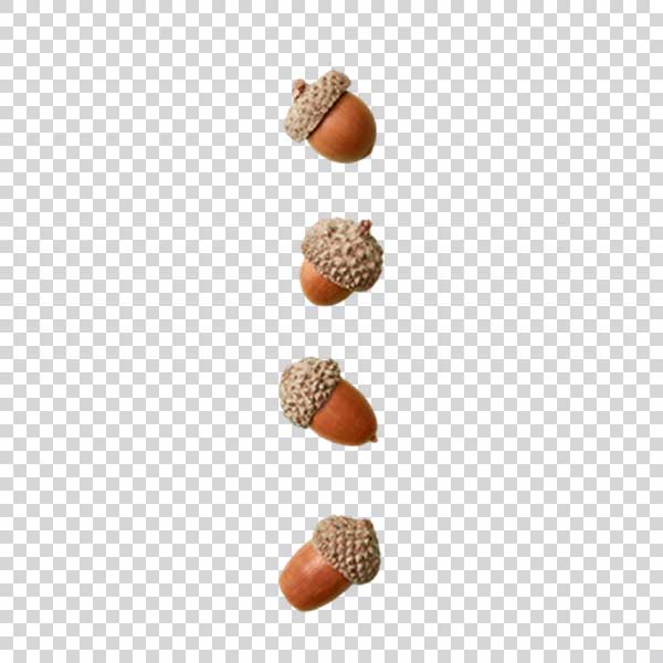 Photo Of Big Acorns PNG