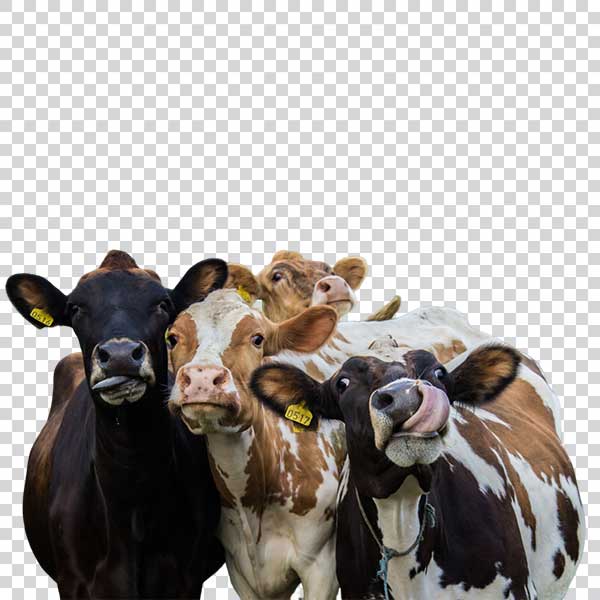 Photo Of Happy Cows PNG