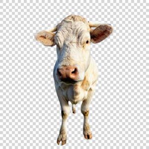 Portrait Of Big White Cow Front View PNG