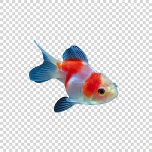 Pretty Cute Fish Close Up PNG