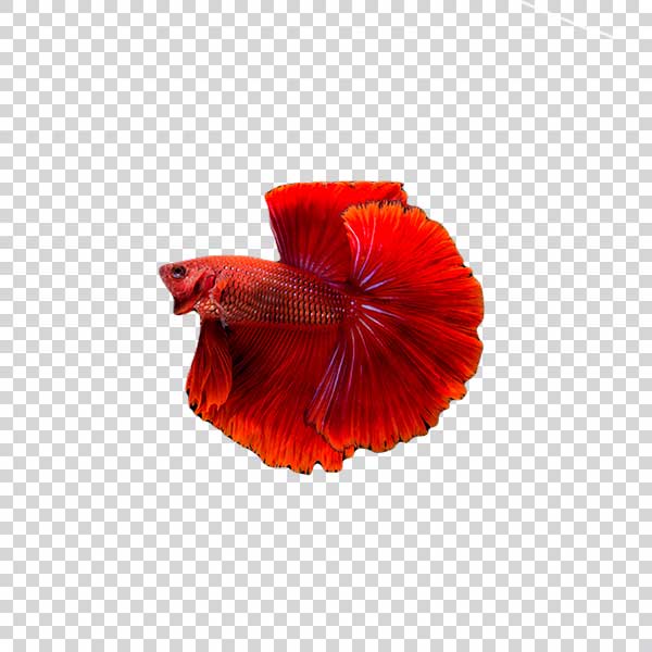 Pretty Red Siamese Fighting Fish PNG