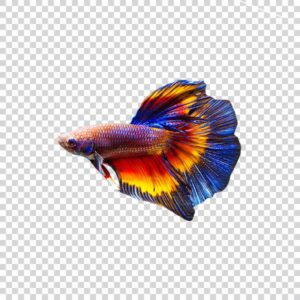 Pretty Siamese Fighting Fish PNG