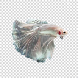 Pretty White Siamese Fighting Fish PNG