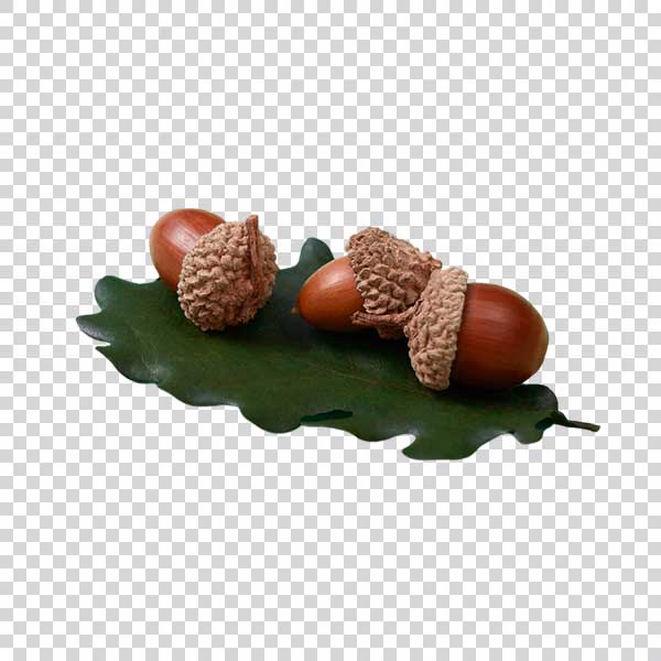 Ripe Acorns On Green Leaf PNG