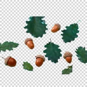 Ripe Acorns With Green Leaves PNG