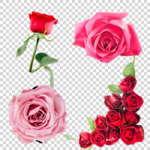 Rose Category PNG