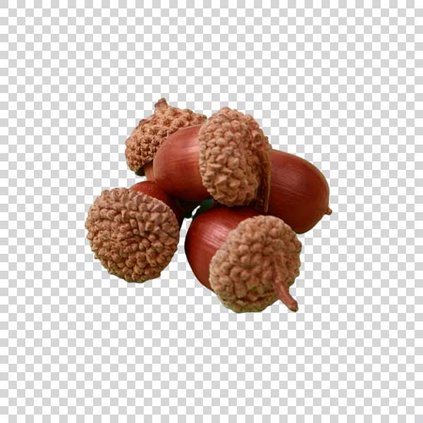 Shot Of Ripe Acorns PNG