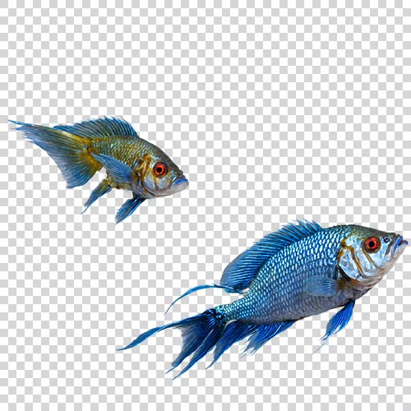 Shot Of Two Beautiful Fishes PNG