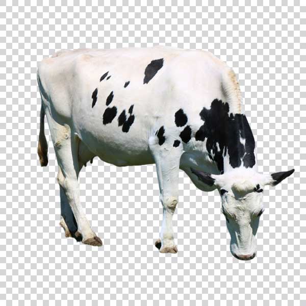 Shot Of White Cow With Black Spots PNG