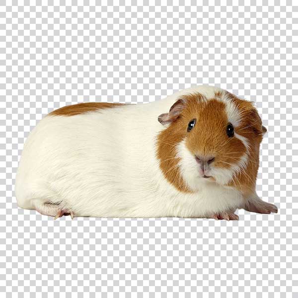 Shot Of White Guinea Pig PNG