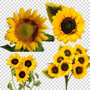 Sunflower Category PNG