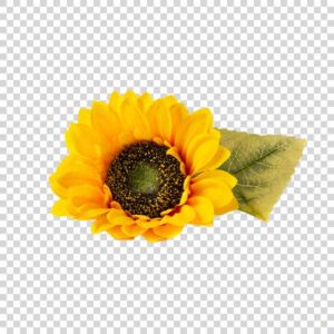 Sunflower With Green Leaf PNG