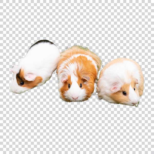 Three Beautiful Guinea Pigs Portrait PNG