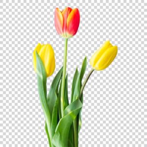 Three Red And Yellow Tulip Flowers PNG