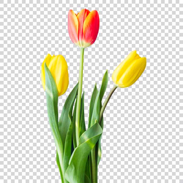 Three Red And Yellow Tulip Flowers PNG