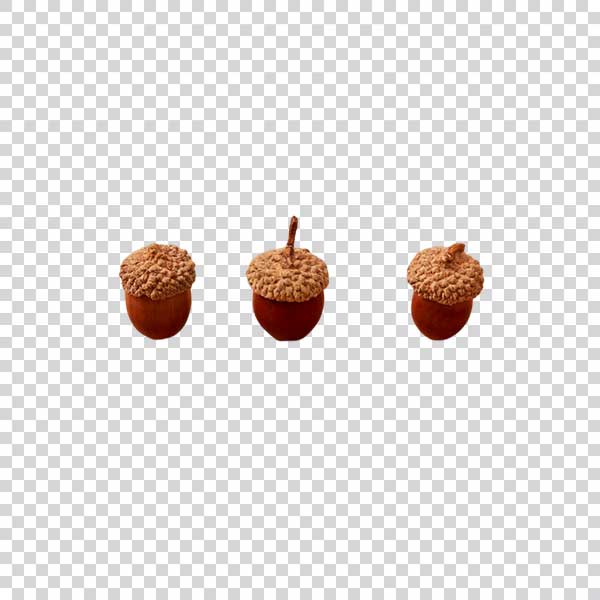 Three Ripe Acorns PNG