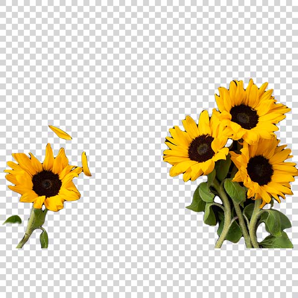 Top View Of Sunflowers With Green Leaves PNG