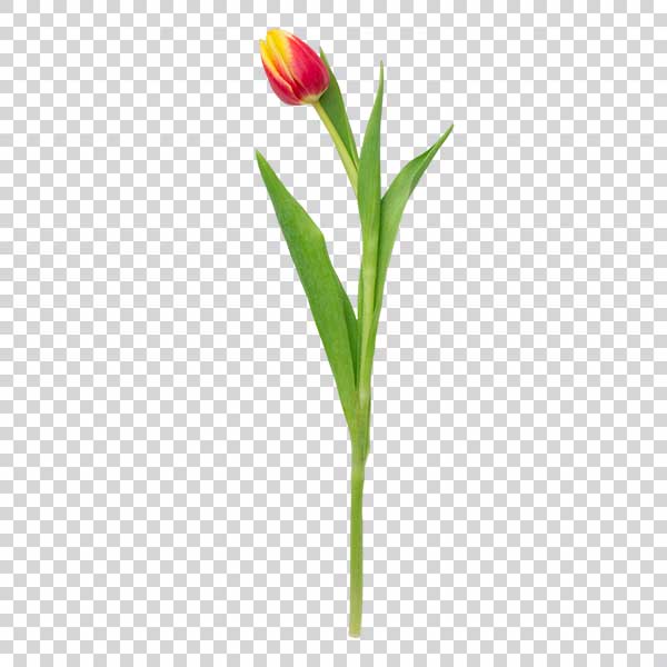 Top View Of Tulip Flower With Green Leaves PNG