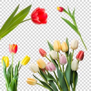 Tulip Category PNG