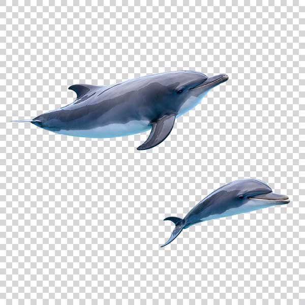 Two Beautiful Dolphins Swimming PNG