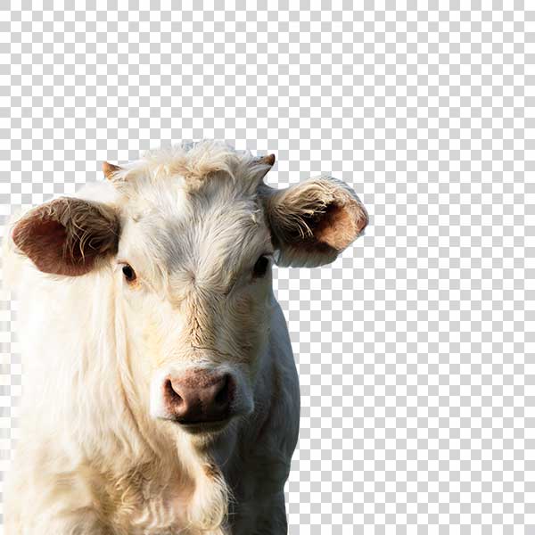 White Cow Portrait PNG