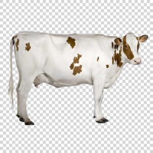 White Cow With Brown Spots Side View PNG