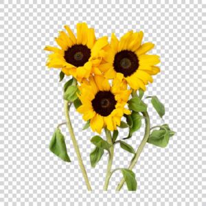 Yellow Sunflowers With Green Leaves PNG