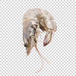 Big Shrimp Close Up PNG