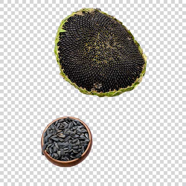 Natural Sunflower Seeds Transparent Background PNG