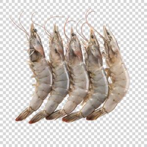 Photo Of Big Shrimps PNG