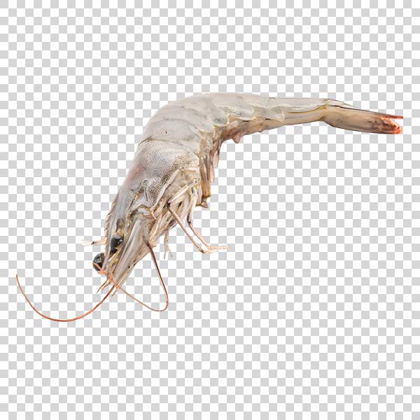 Portrait Of Big Shrimp PNG